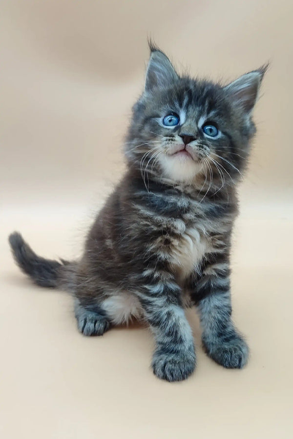 Gray and white Maine Coon kitten named Diana with beautiful blue eyes