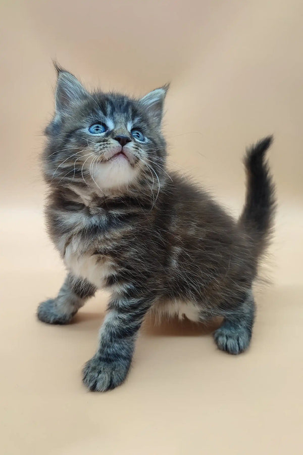 Gray and white Maine Coon kitten Diana with bright blue eyes looking up adorably