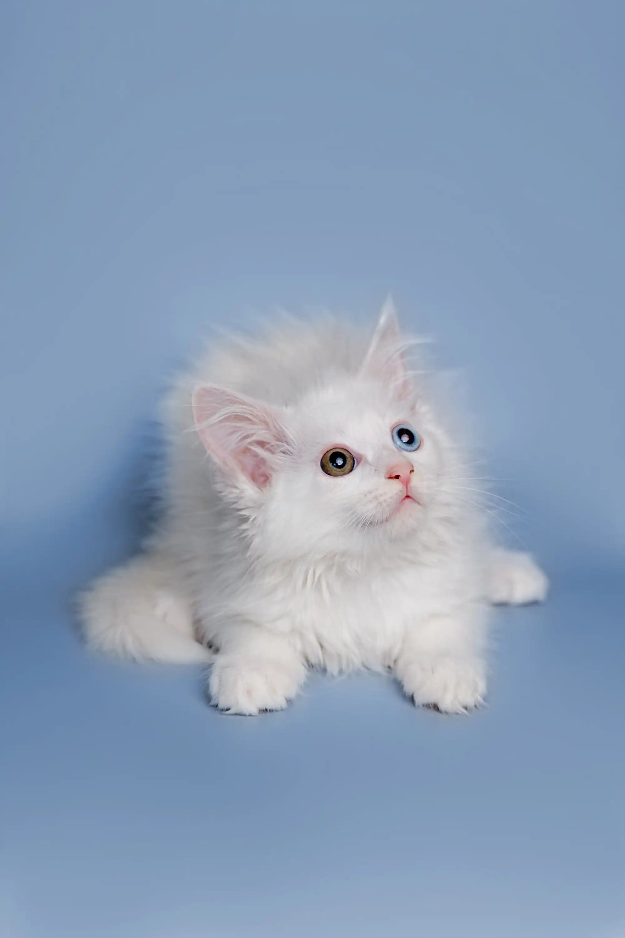 Maine Coon Kittens and Cats for Sale Diana | Kitten