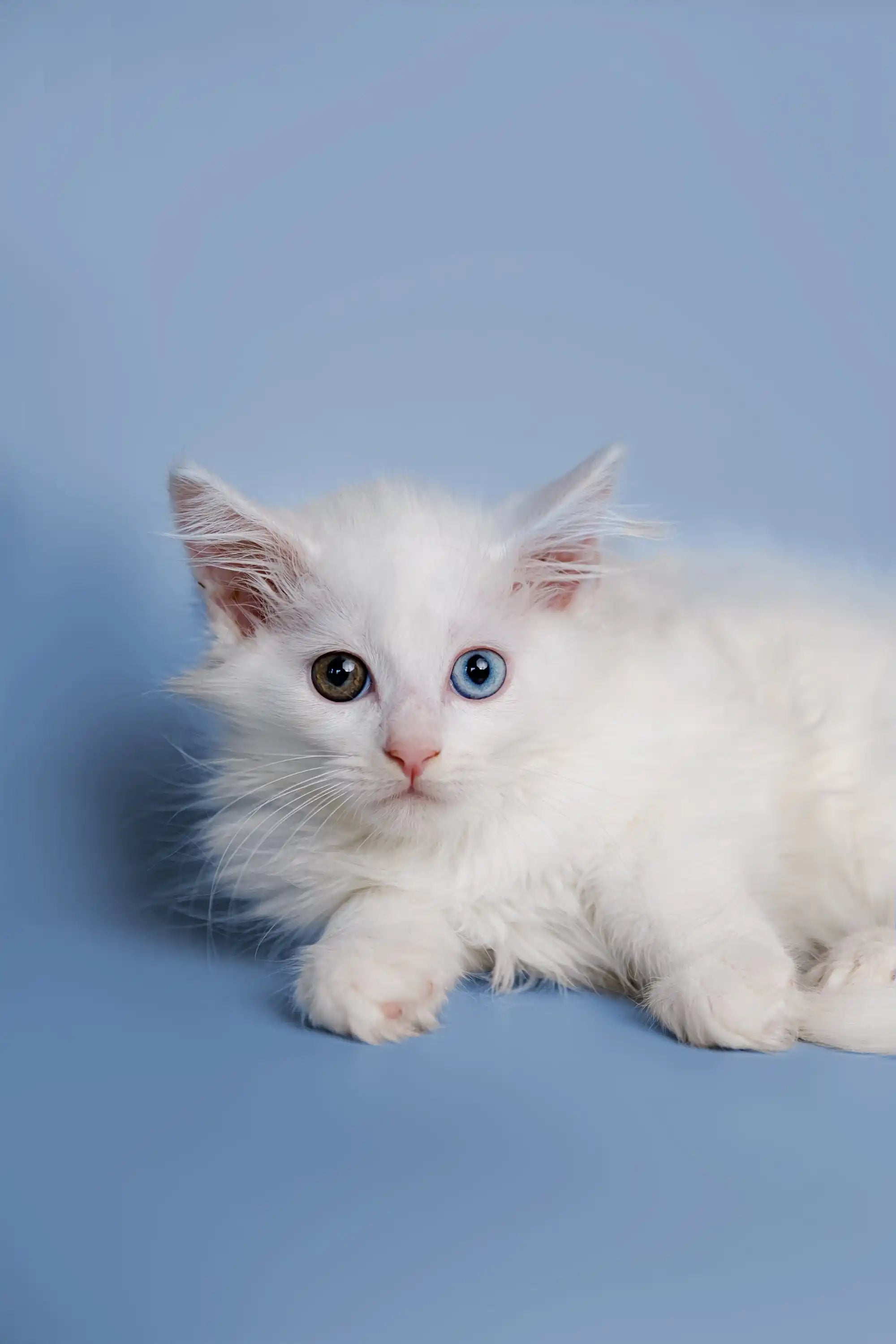 Maine Coon Kittens for Sale Diana | Kitten