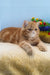 Diane | exotic shorthair kitten