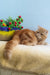 Diane | exotic shorthair kitten