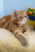 Diane | exotic shorthair kitten