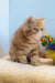 Diane | exotic shorthair kitten