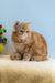 Diane | exotic shorthair kitten