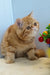 Diane | exotic shorthair kitten