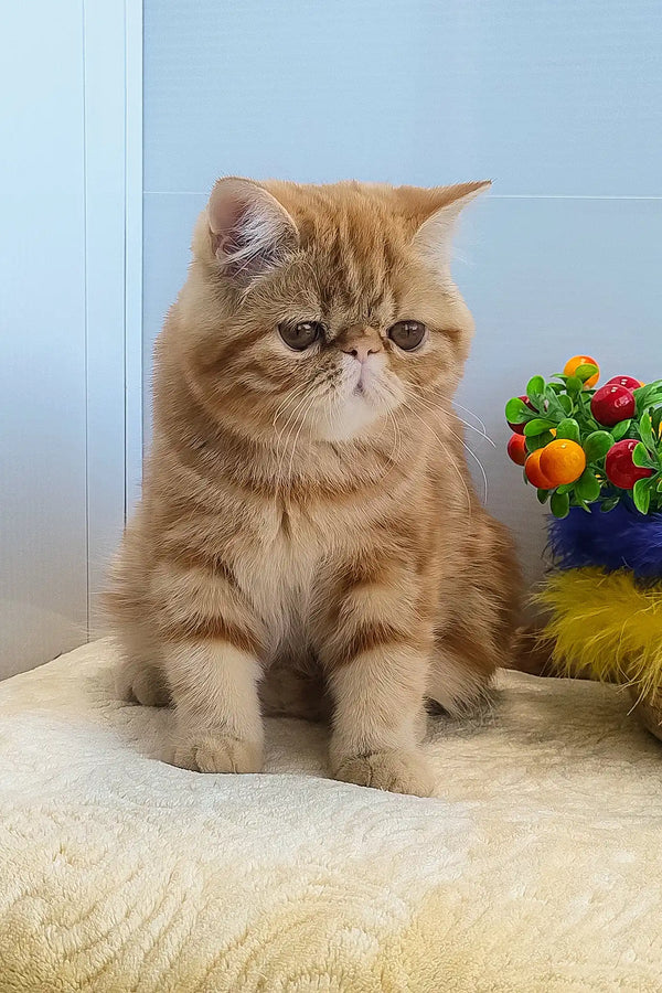 Diane | exotic shorthair kitten