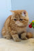 Diane | exotic shorthair kitten