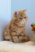 Diane | exotic shorthair kitten