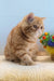Diane | exotic shorthair kitten