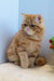 Diane | exotic shorthair kitten