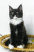 Diego | maine coon kitten