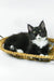 Diego | maine coon kitten