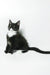 Diego | maine coon kitten