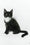 Diego | Maine Coon Kitten