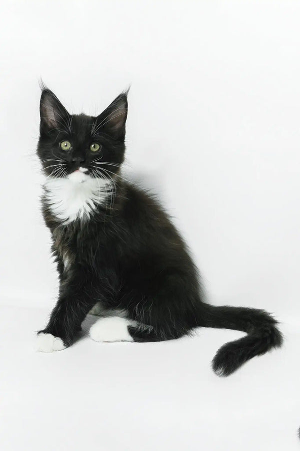 Diego | maine coon kitten
