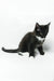 Diego | maine coon kitten