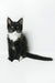 Diego | maine coon kitten