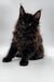 Black Maine Coon kitten Dilan with long fur and cute ear tufts, perfect coon kitten