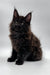 Fluffy black Maine Coon kitten with ear tufts, perfect for Dilan | Maine Coon Kitten