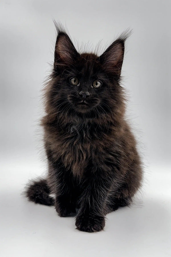 Fluffy black Maine Coon kitten Dilan with cute ear tufts and bright eyes