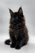 Fluffy black Maine Coon kitten with tufted ears and a long coat, Dilan