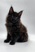 Black Maine Coon kitten with fluffy fur and ear tufts, perfect for any cat lover