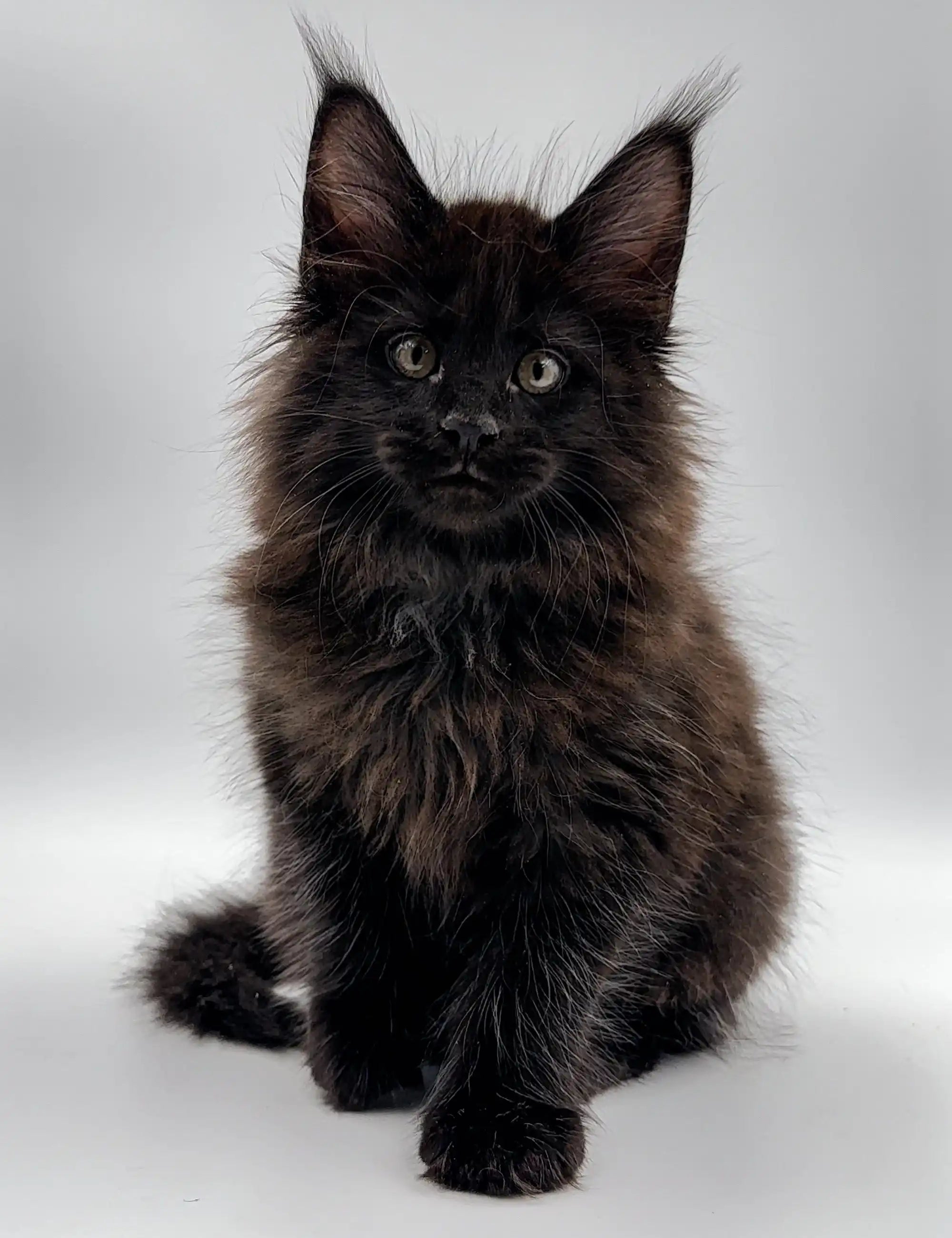 Maine Coon Kittens for Sale Dilan | Kitten