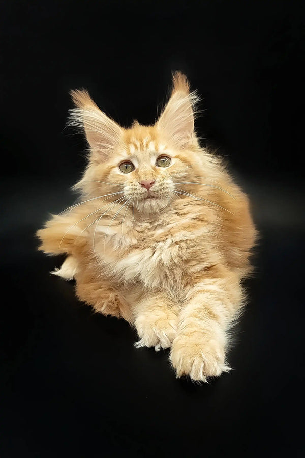 Fluffy ginger Maine Coon kitten in the Dillya | Maine Coon Kitten product