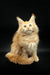 Fluffy orange Maine Coon kitten named Dillya ready to charm your heart