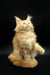 Ginger Maine Coon cat showcasing the Dillya Maine Coon Kitten product