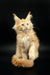 Cute Orange Maine Coon kitten Dillya ready to win your heart as a new pet buddy