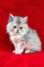 Dimon | british longhair kitten