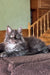 Fluffy black and white Maine Coon kitten lounging on a cozy dark blanket