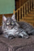 Fluffy grey Maine Coon kitten with bright eyes lounging on a cozy cushion