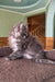 Fluffy grey Maine Coon kitten Dimond lounging on a cozy brown surface