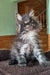 Fluffy grey Persian kitten with bright yellow eyes in Dimond Maine Coon Kitten product