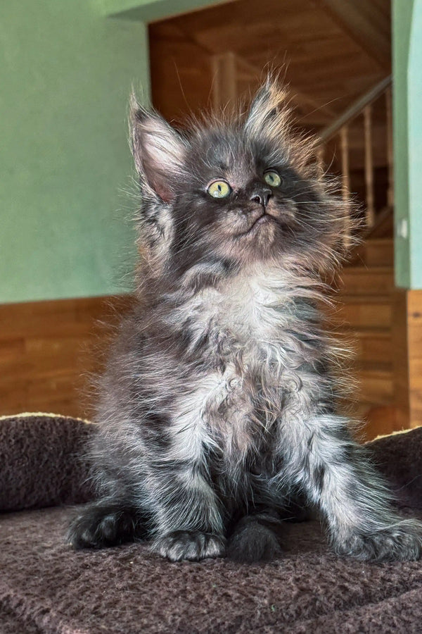 Fluffy grey Persian kitten with bright yellow eyes in Dimond Maine Coon Kitten product