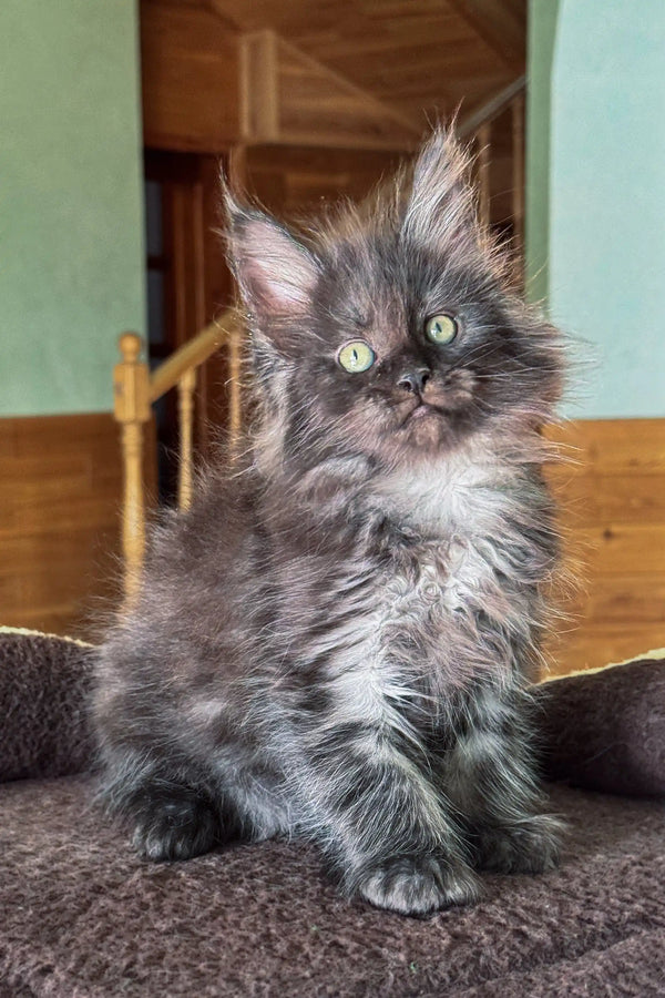 Fluffy grey Persian kitten with green eyes and long fur from Dimond Maine Coon Kitten