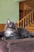 Fluffy grey Persian cat relaxing on a brown cushion near Dimond Maine Coon Kitten