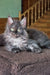 Long-haired grey Maine Coon kitten with green eyes lounging on cozy blanket