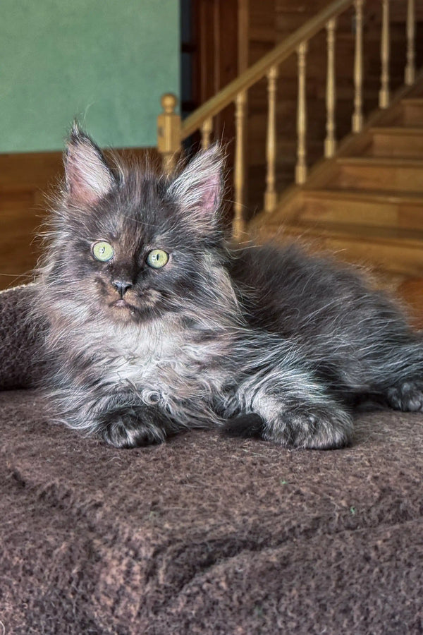 Long-haired grey Maine Coon kitten with green eyes lounging on cozy blanket