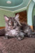 Long-haired grey Maine Coon kitten Dimond with piercing eyes on textured surface