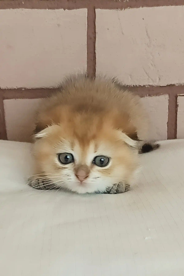 Dingo | scottish fold kitten