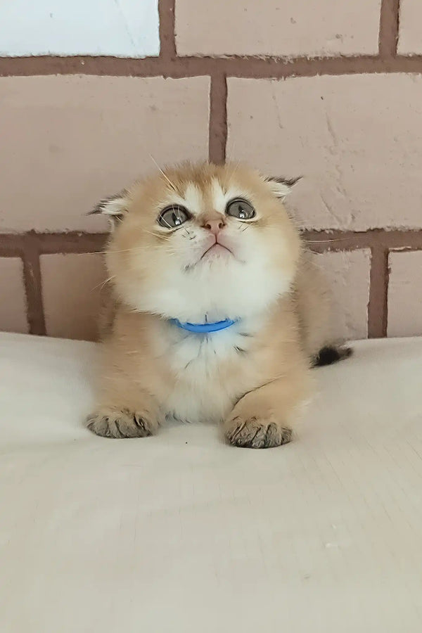 Dingo | scottish fold kitten