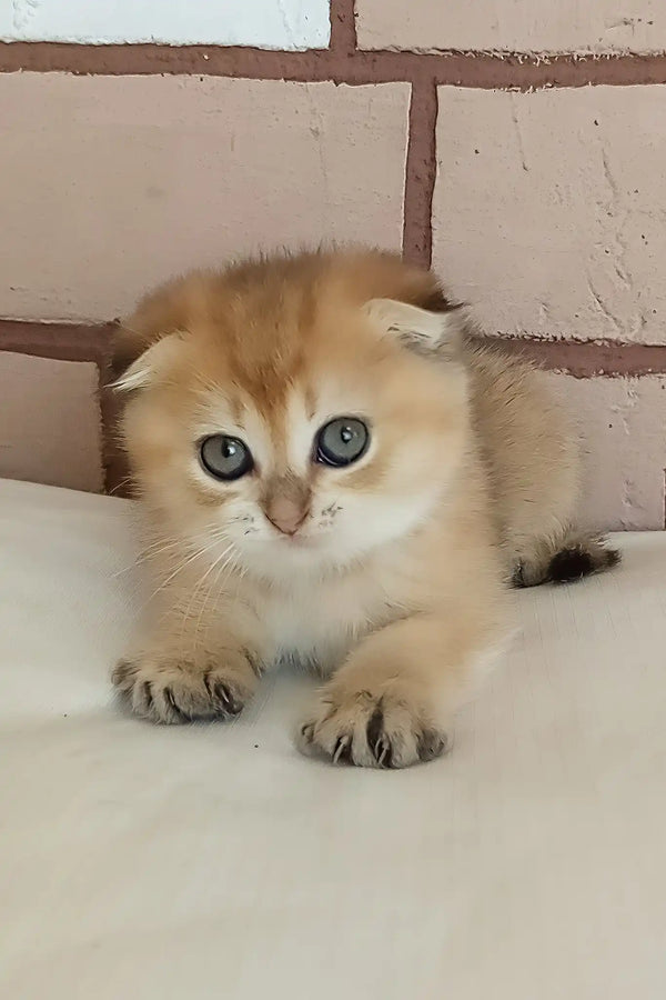 Dingo | scottish fold kitten