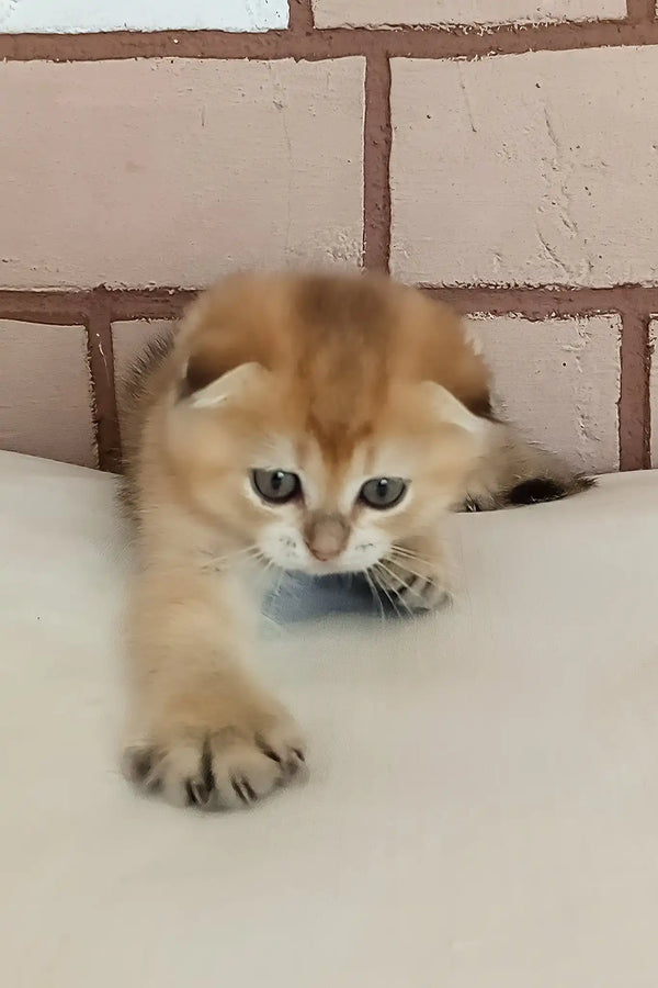 Dingo | scottish fold kitten