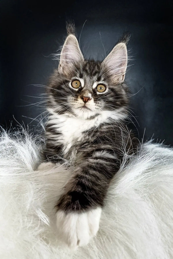 Maine Coon kitten Dinis with awesome tabby markings and a fluffy white chest fur