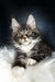 Fluffy grey-and-white Maine Coon kitten Dinis with stunning yellow eyes