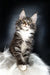 Fluffy Maine Coon kitten with wide eyes and tabby markings from Dinis Maine Coon Kitten